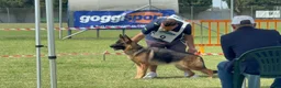 German Shepherd dogs for sale: Rose - Ad 8