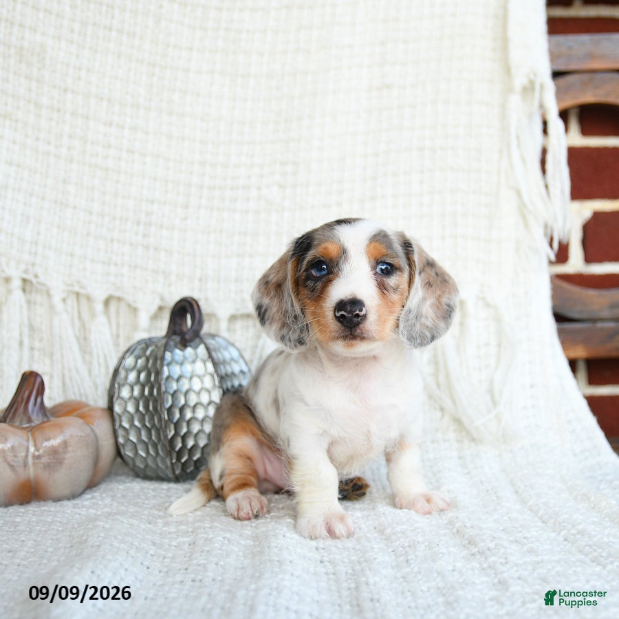 Miniature Dachshund dogs Shark  - Ad 2