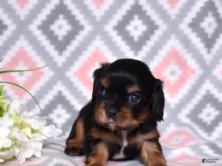 Cavalier King Charles Spaniel dogs for sale: Gracie - Ad 4