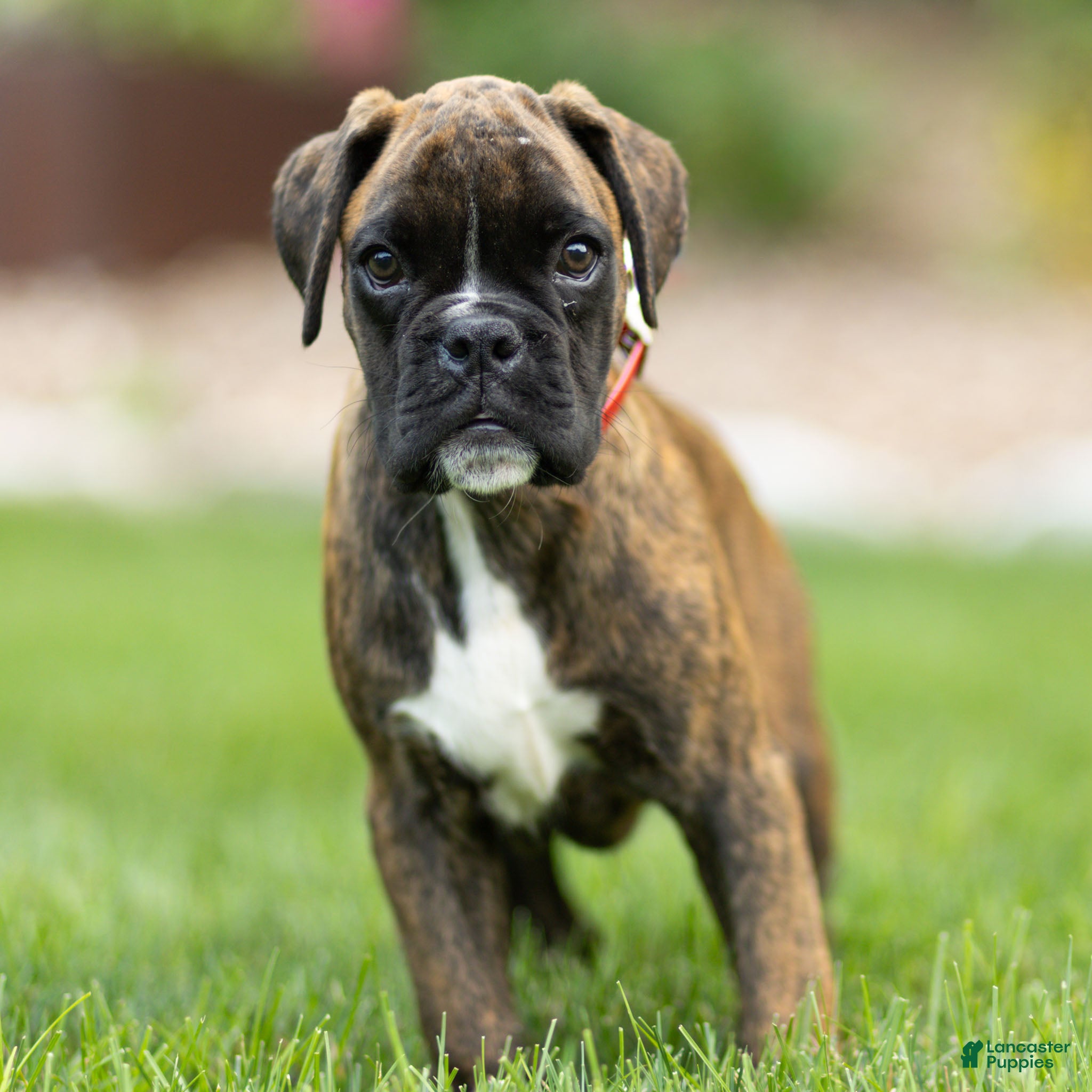 Boxer dogs Larry Boxer Puppy  - Ad 1