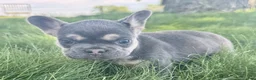 French Bulldog dogs for sale: Chase - Ad 3