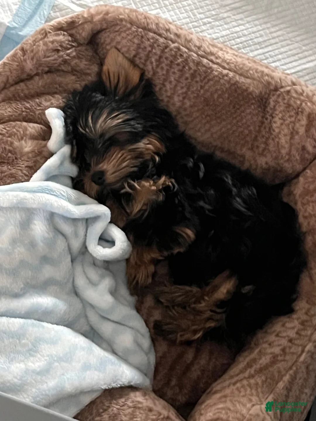 Yorkshire Terrier dogs for sale: Yorkshire Terrier 1 - Ad 2