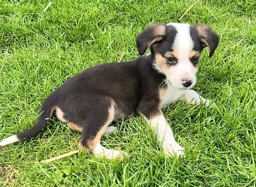 Mixed Breed dogs Petey - Ad 35