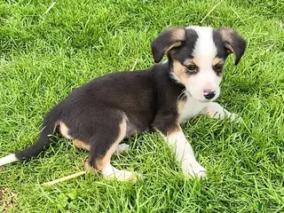 Mixed Breed dogs Petey - Ad 32