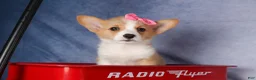 Welsh Corgi Pembroke dogs for sale: Callie  - Ad 19