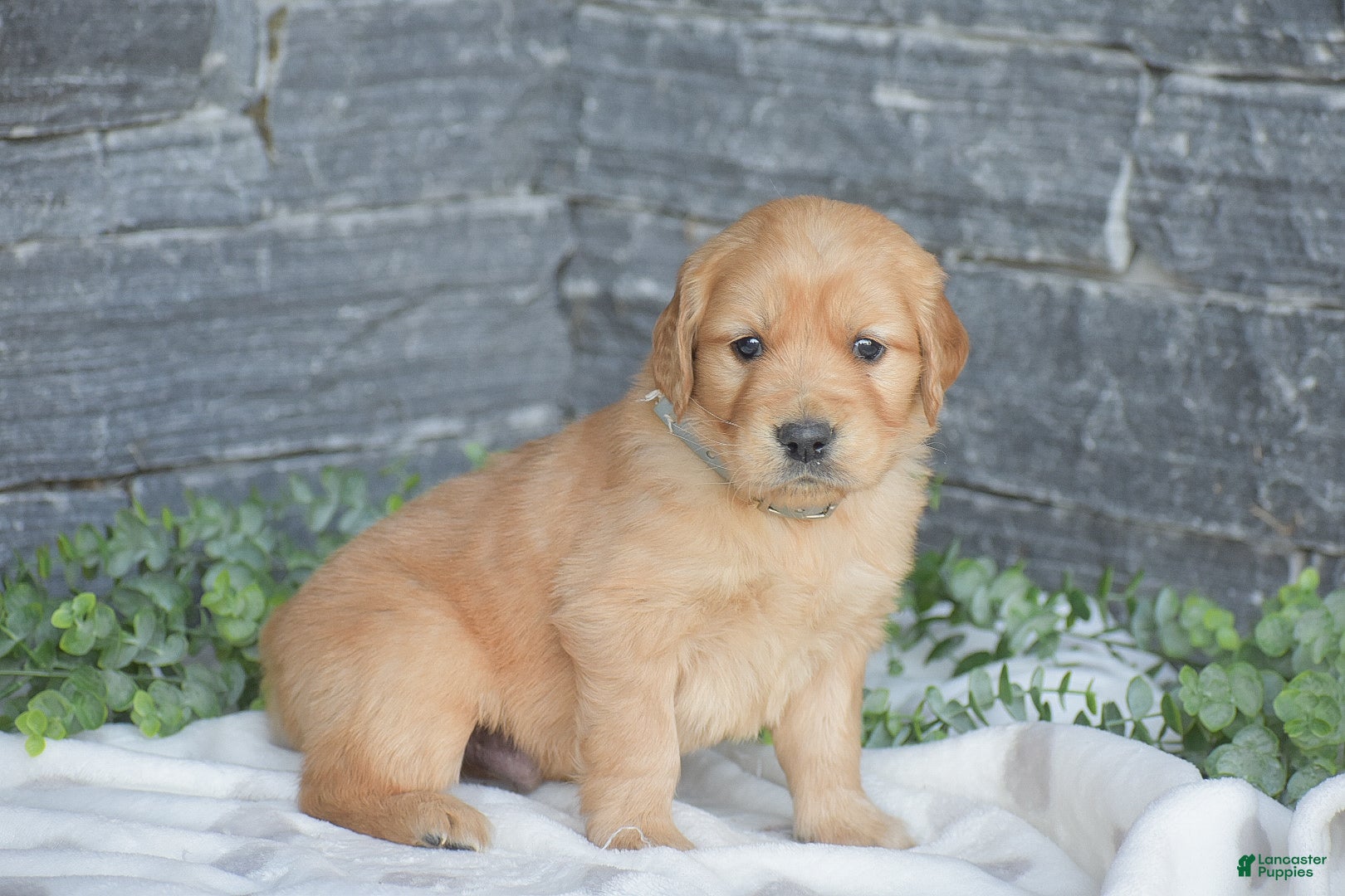 Golden Retriever dogs Brett - Ad 2
