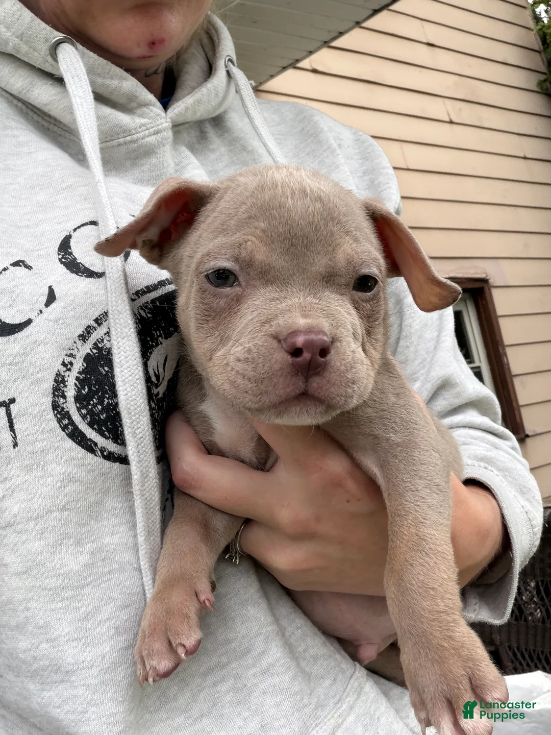American Bully dogs for sale: Marshall  - Ad 1