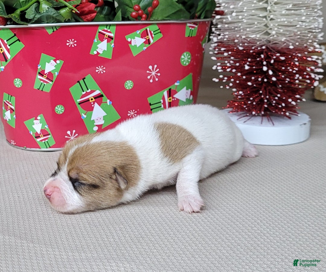 Jack Russell Terrier dogs for sale: Westfork's THORN - Ad 2