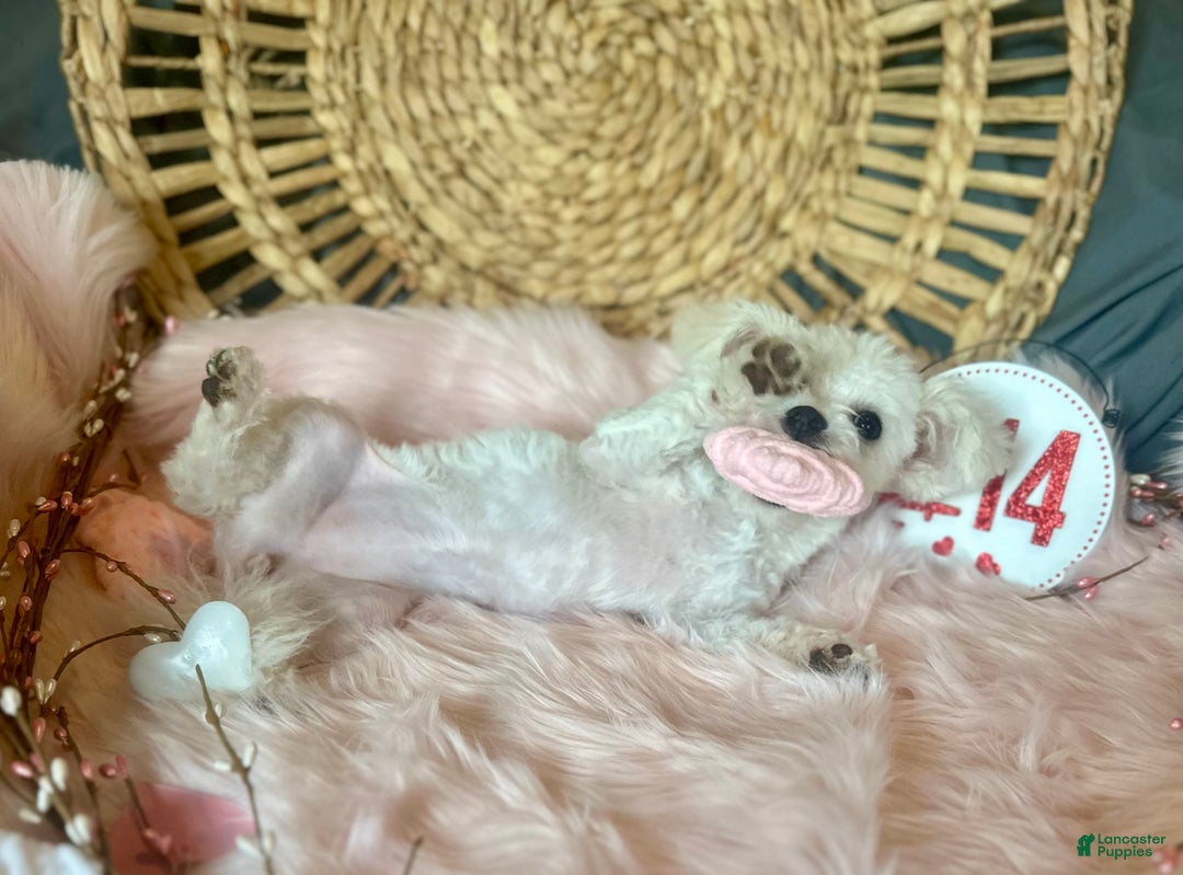 Maltipoo dogs for sale: Mopsie - Ad 11