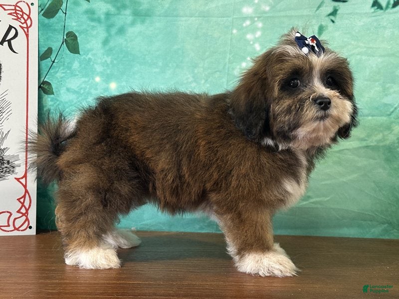 Teddy Bear dogs Dixie - Ad 2