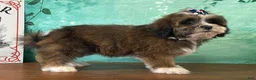 Teddy Bear dogs for sale: Dixie - Ad 2