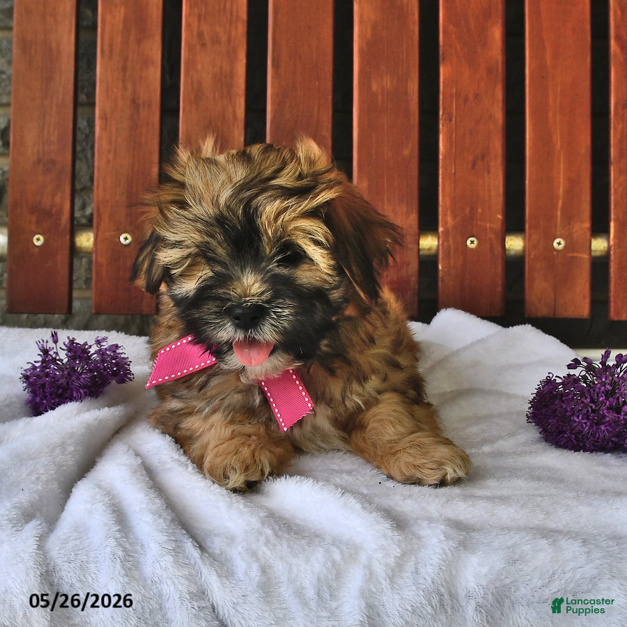 Teddy Bear dogs Abby - Ad 1