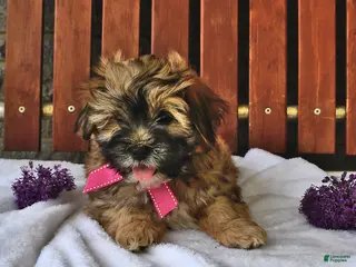 Teddy Bear dogs for sale: Abby - Ad 1
