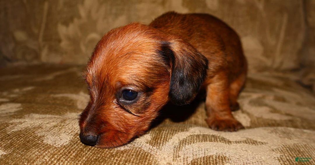 Miniature Dachshund dogs for sale: Cinnamon - Ad 2