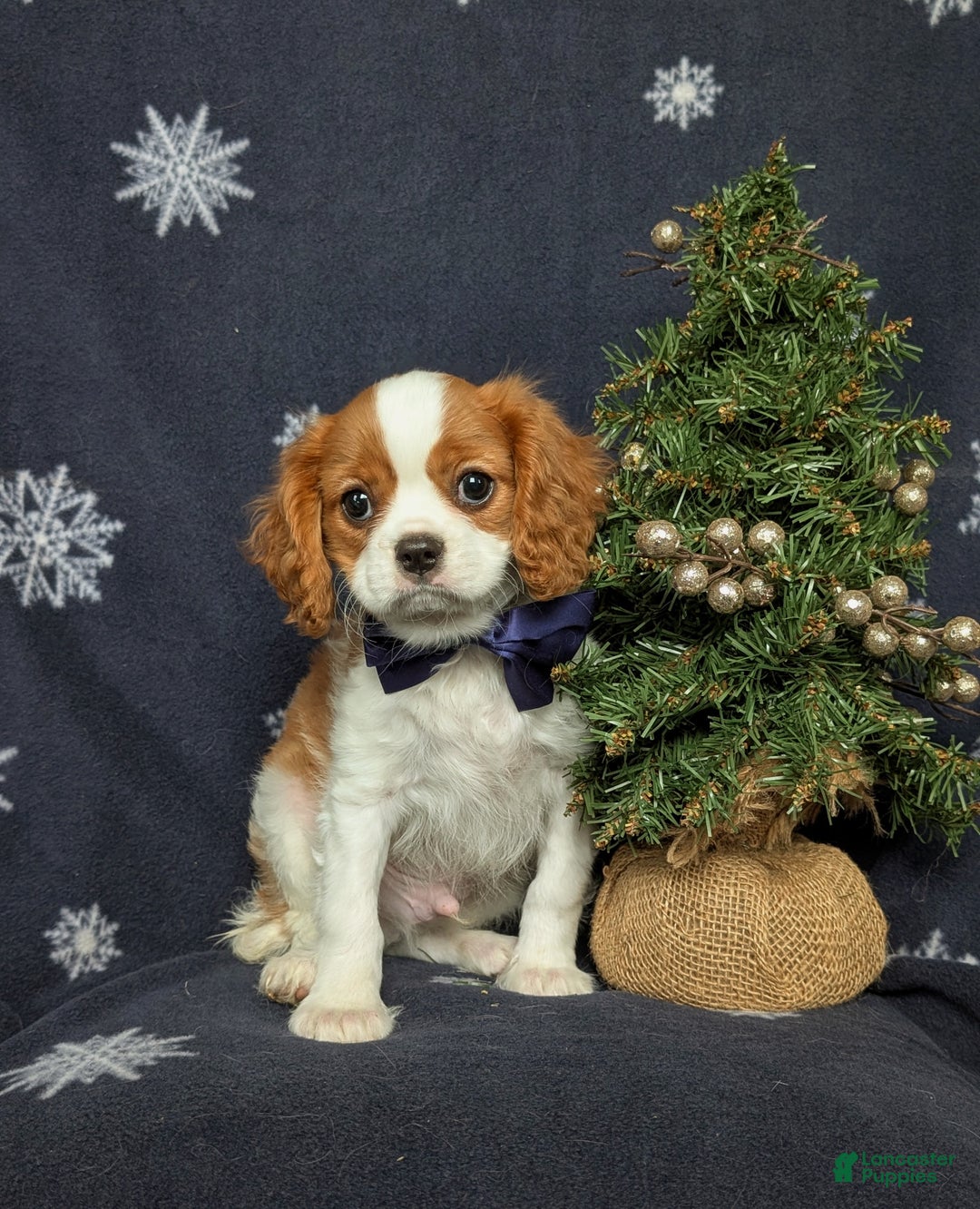 Cavalier King Charles Spaniel dogs for sale: Waylon - Ad 1