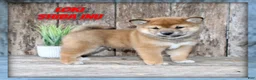 Shiba Inu dogs for sale: Loki - Ad 1