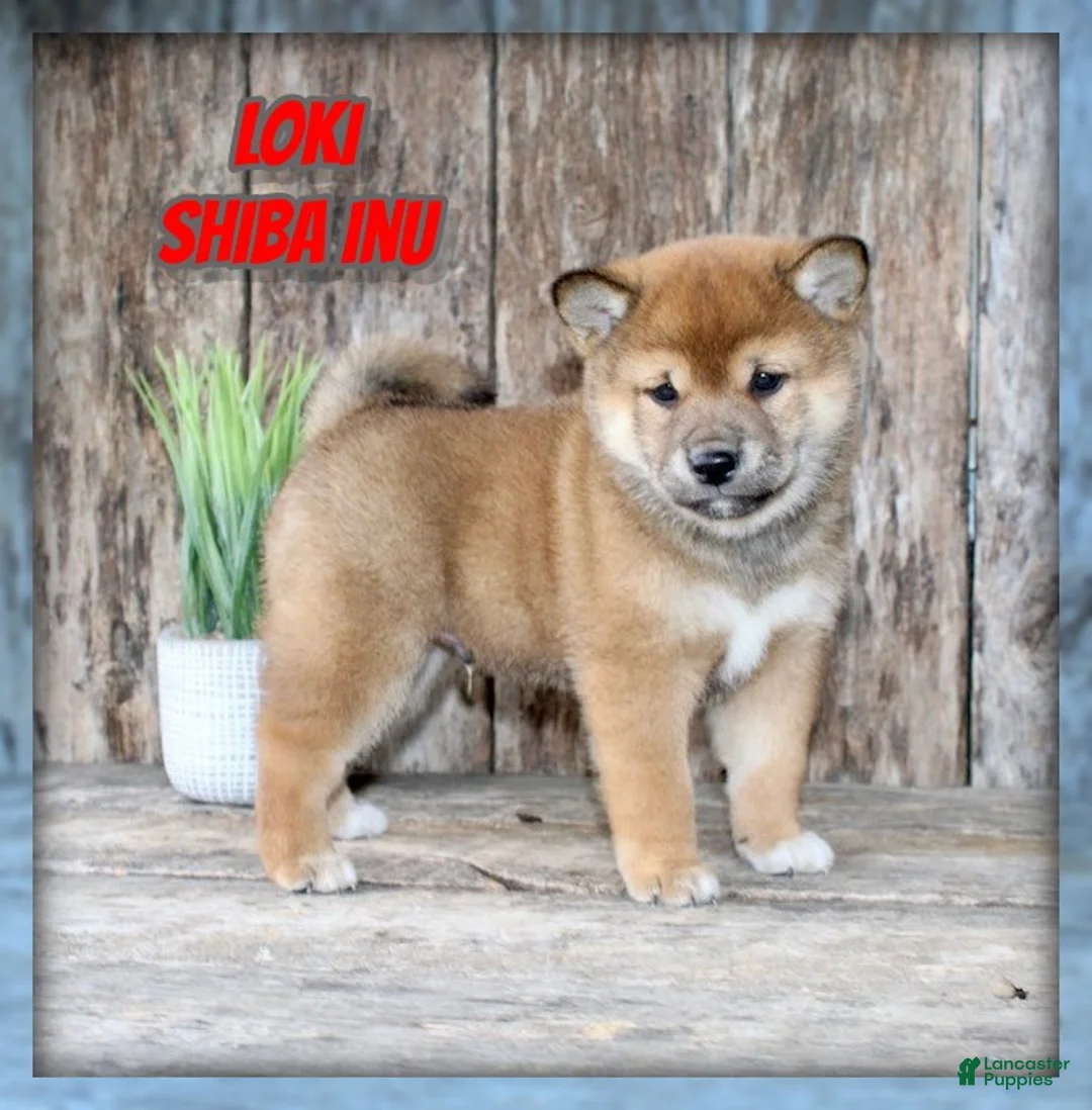 Shiba Inu dogs for sale: Loki - Ad 1