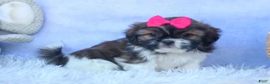 STELLA