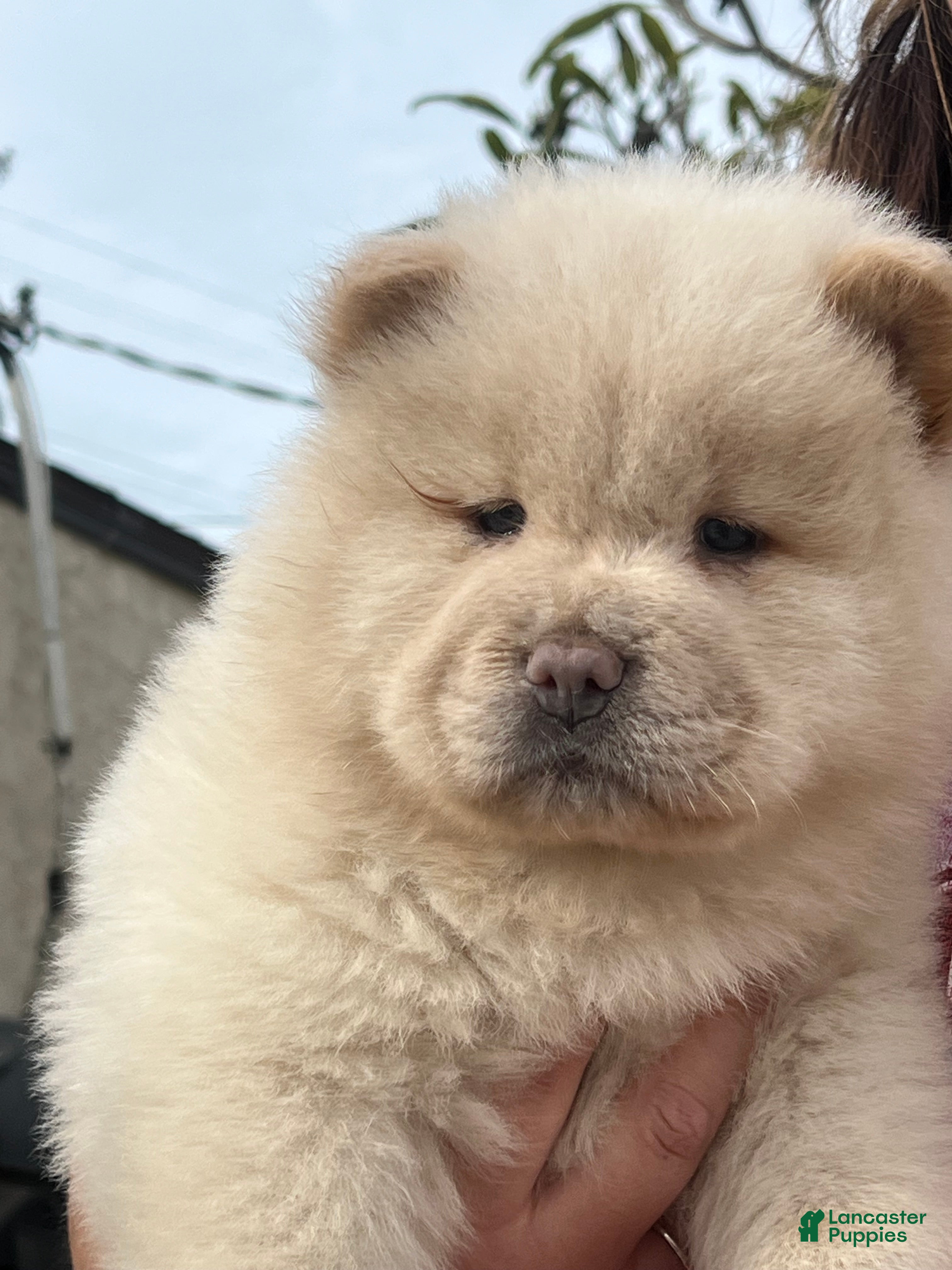 Chow Chow dogs Chow Chow Puppy 7 - Ad 2