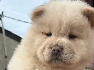 Chow Chow dogs Chow Chow Puppy 7 - Ad 2