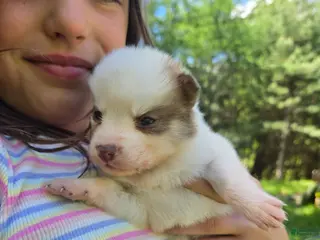 Pomsky dogs Pomsky Puppy 5 - Ad 4