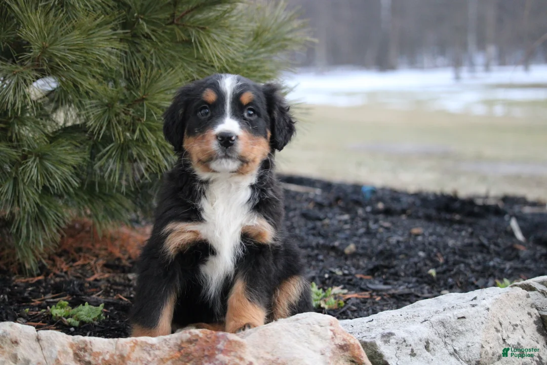 Bernese Mountain Dog dogs for sale: Bernese Mountain Dog Puppy 8 - Ad 1