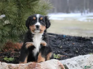 Bernese Mountain Dog dogs Bernese Mountain Dog Puppy 8 - Ad 8