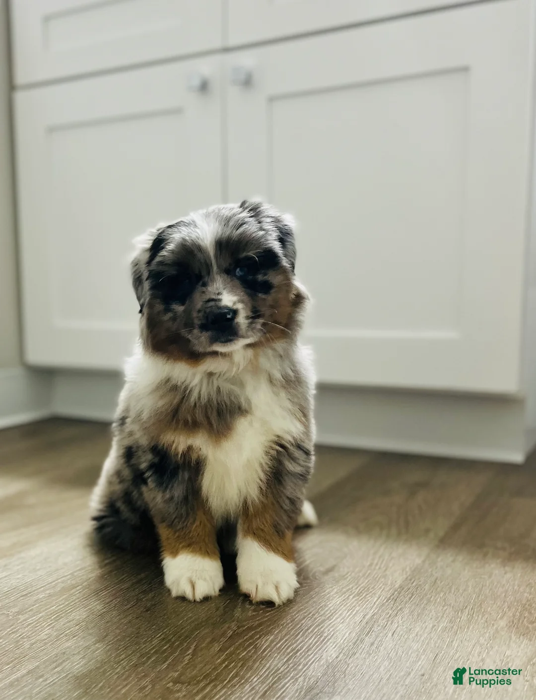 Miniature Australian Shepherd dogs for sale: Zuko - Ad 2