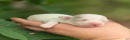 Mixed Breed dogs for sale: Blanca - Ad 3