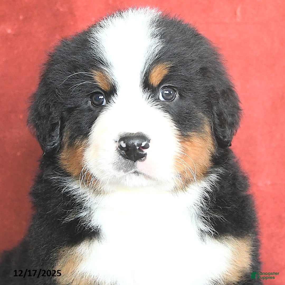 Bernese Mountain Dog dogs for sale: Bear - Ad 4