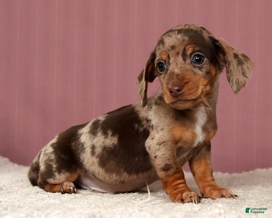 Miniature Dachshund dogs for sale: Kendrix - Ad 6