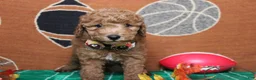 Mixed Breed dogs for sale: Seville - Ad 3