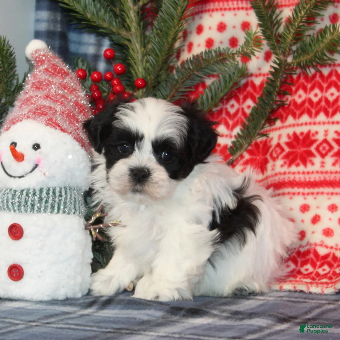 Teddy Bear dogs for sale: Harold - Ad 3