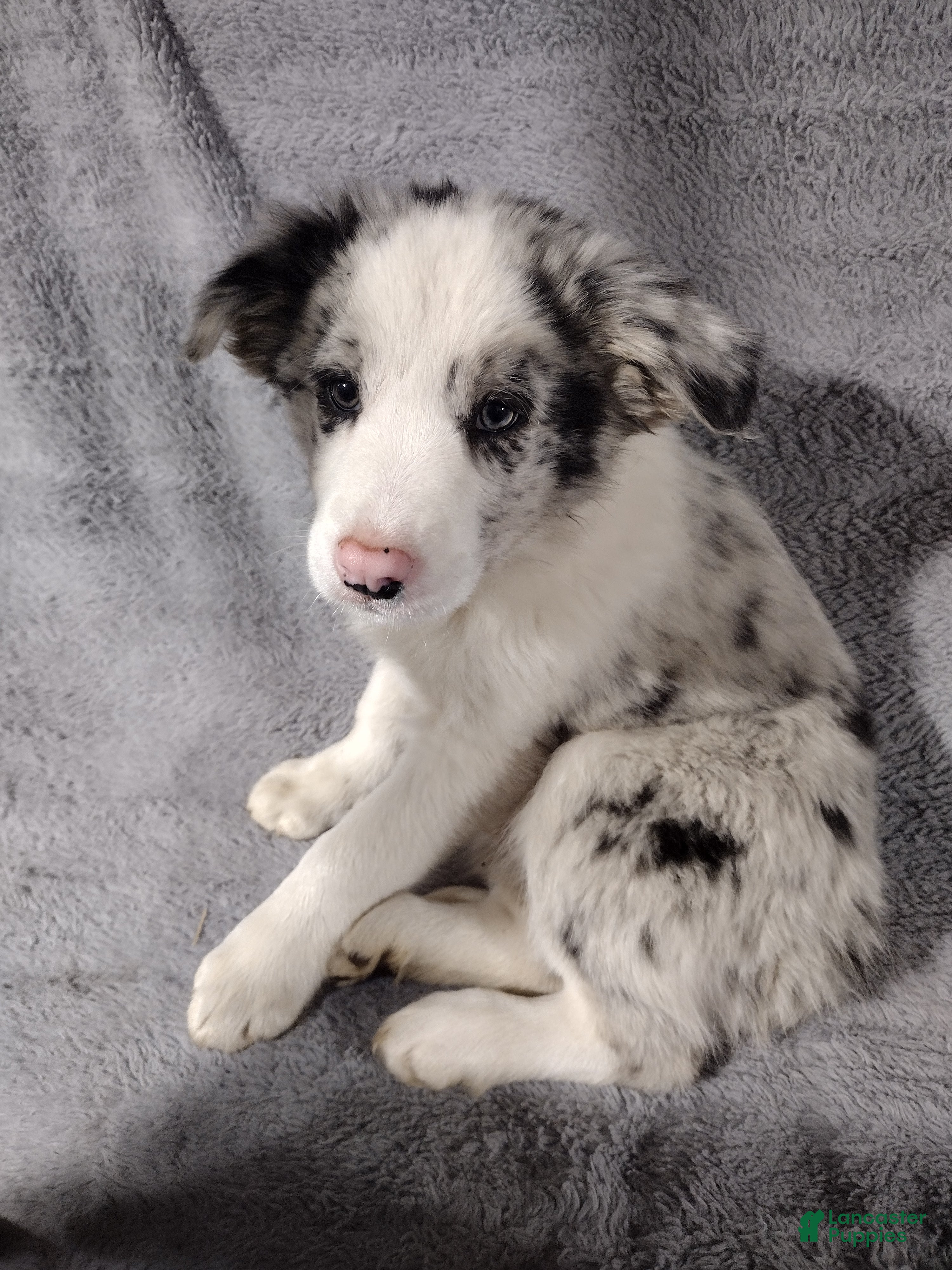Border Collie dogs Rocky  - Ad 28