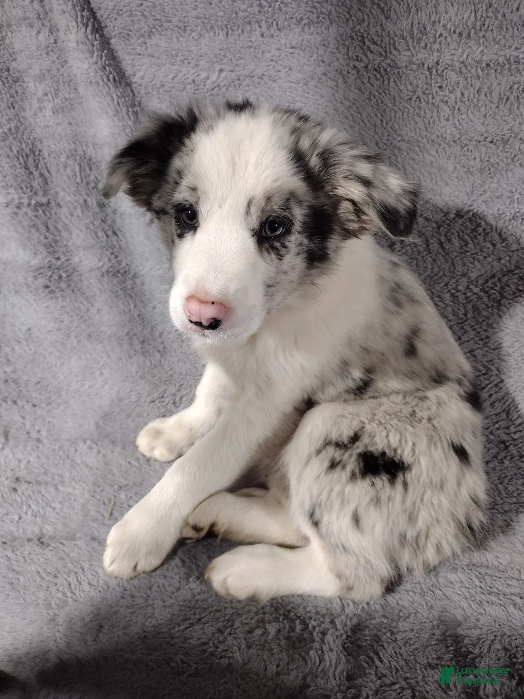 Border Collie dogs for sale: Rocky  - Ad 1