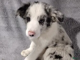 Border Collie dogs Rocky - Ad 28