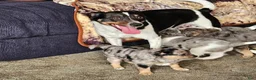 Mixed Breed dogs for sale: Sofie - Ad 6