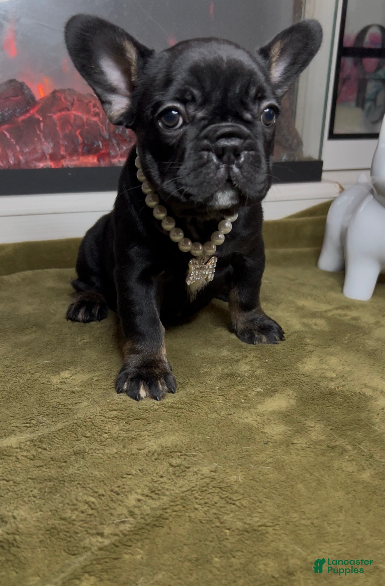 French Bulldog dogs Sesame - Ad 2