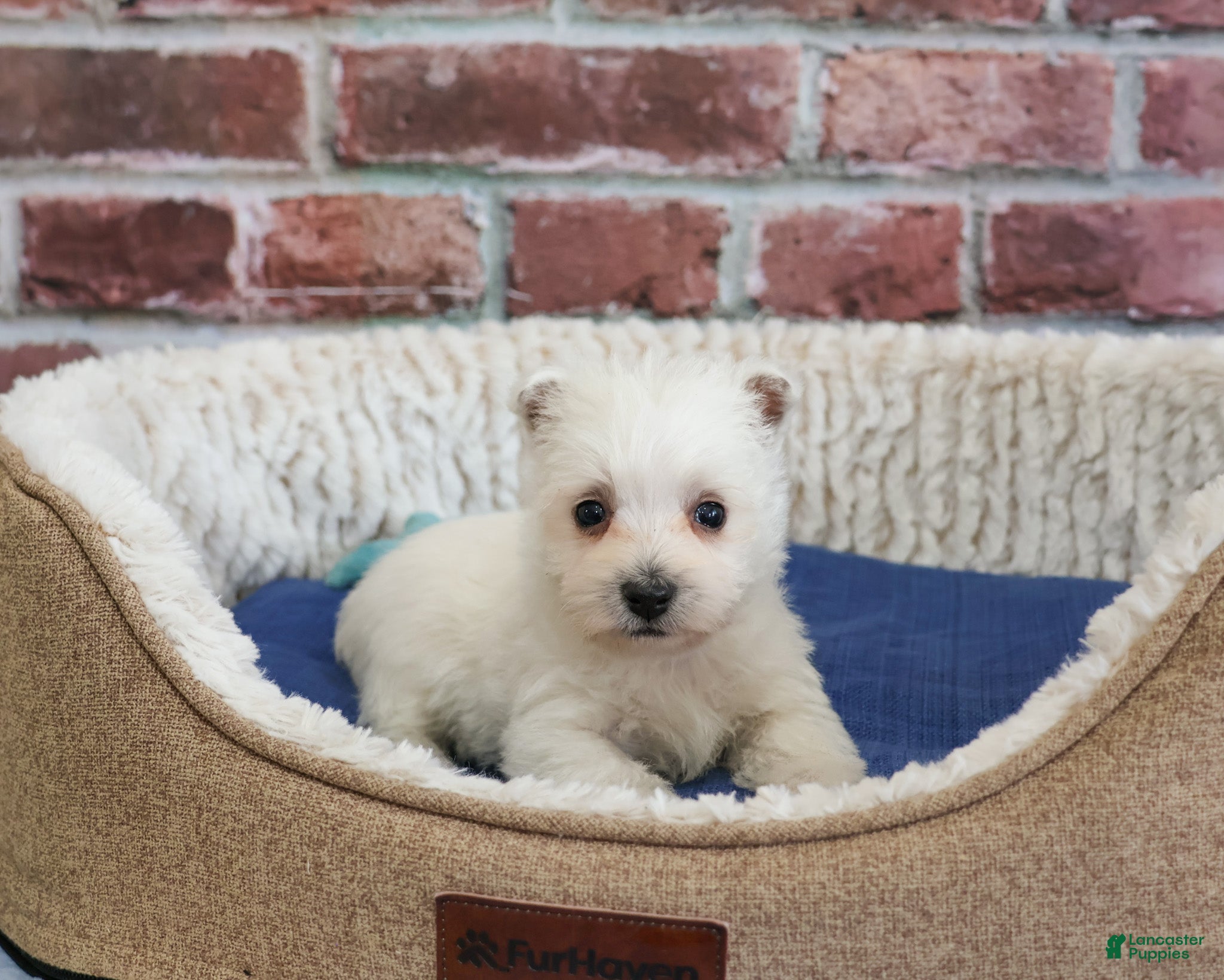 West Highland Terrier dogs Stefan - Ad 4