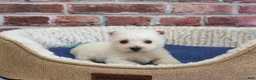 West Highland Terrier dogs for sale: Stefan - Ad 1