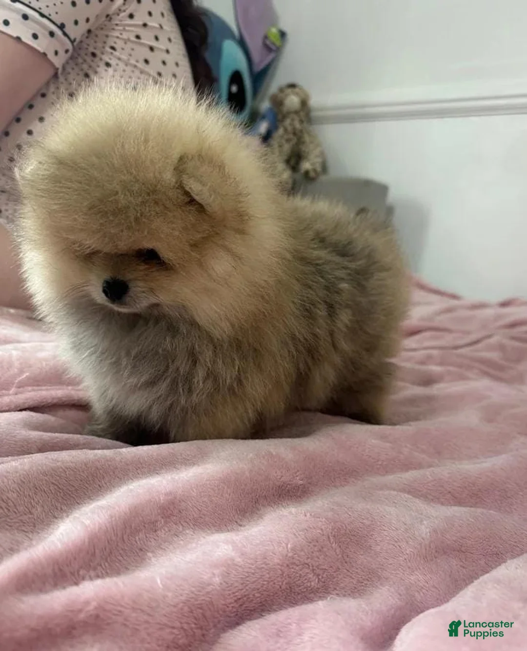 Pomeranian dogs for sale: Maya - Ad 11