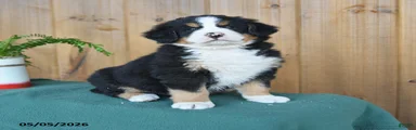 Pete