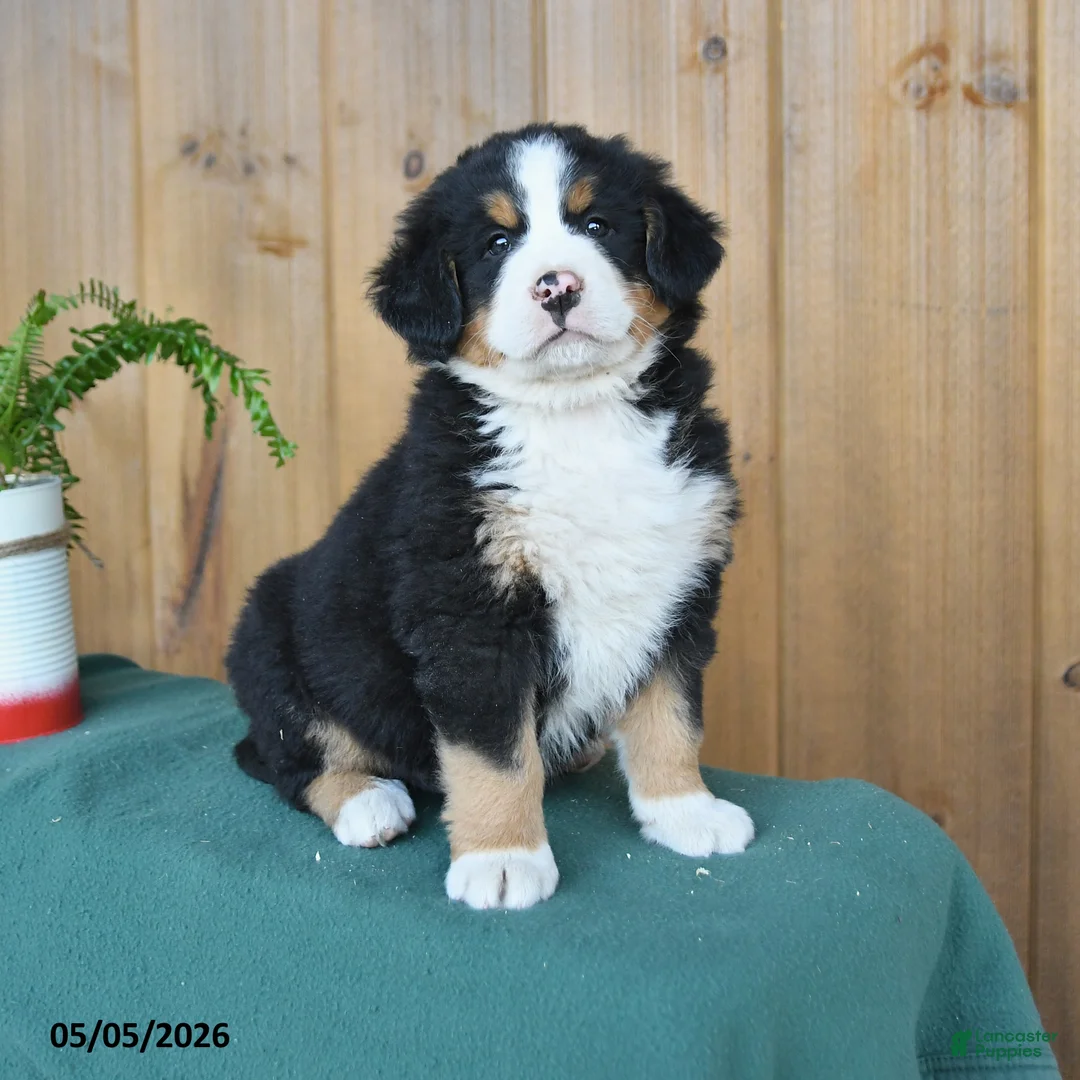Bernese Mountain Dog dogs for sale: Pete - Ad 1