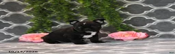 Frenchton dogs for sale: Molly - Ad 5