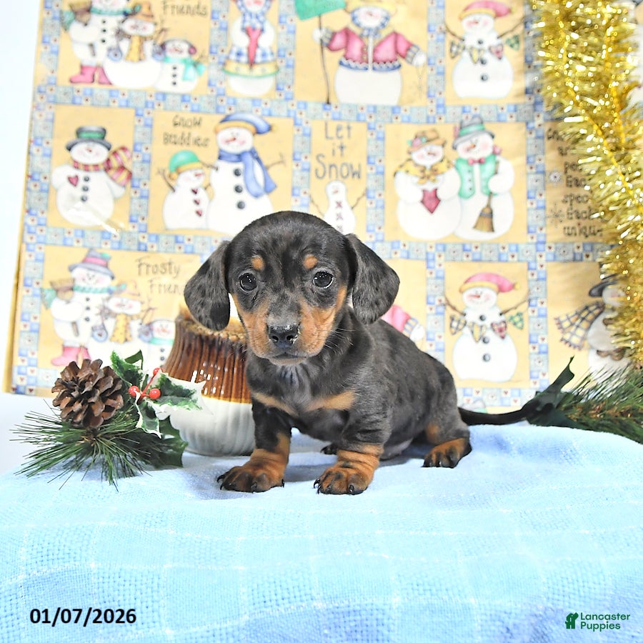 Miniature Dachshund dogs Mia  - Ad 8