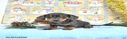 Miniature Dachshund dogs for sale: Mia  - Ad 8