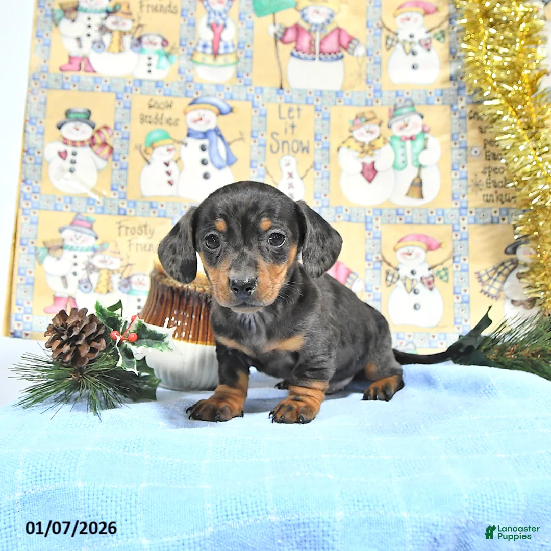 Miniature Dachshund dogs for sale: Mia  - Ad 8