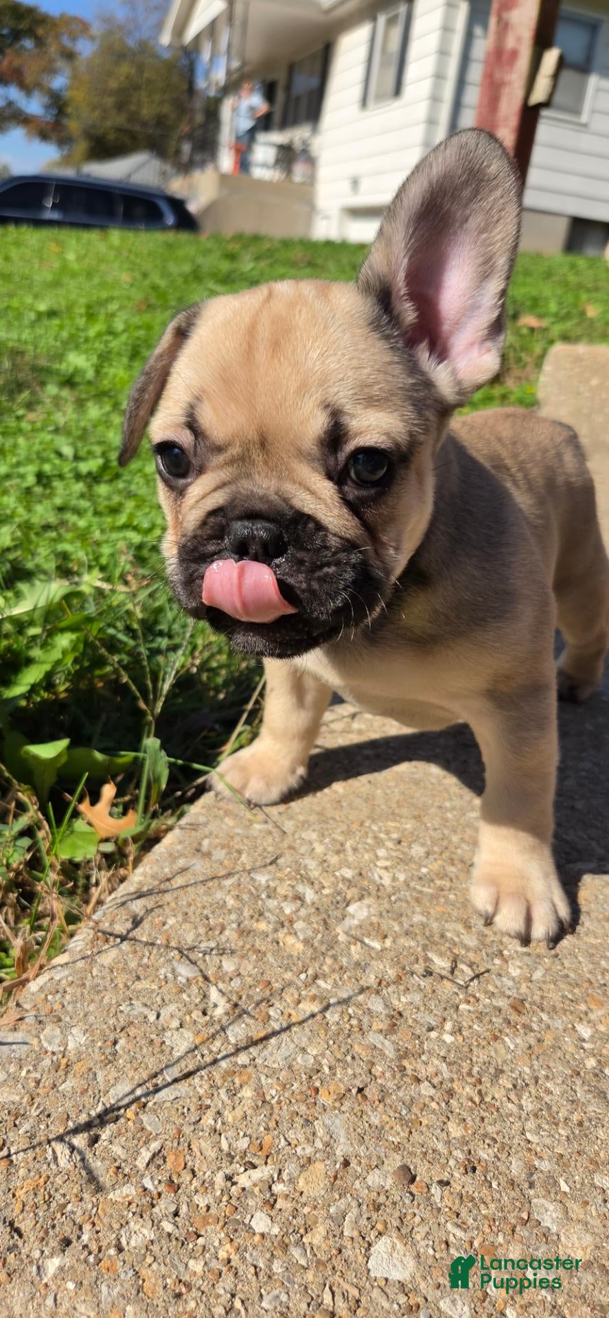 French Bulldog dogs for sale: Ranger  - Ad 17