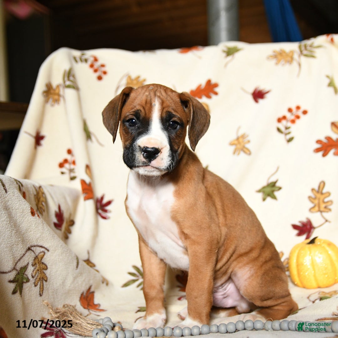 Boxer dogs for sale: Bambi - Ad 7