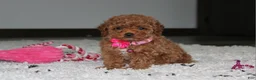 Toy Poodle dogs for sale: Bella - Ad 8